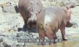 河马最新爆料是真的吗,真相揭秘，是真是假？